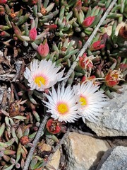 Lampranthus ceriseus