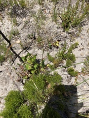 Moraea inconspicua
