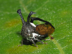 Leptocentrus
