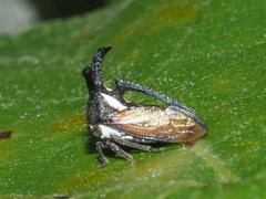 Leptocentrus