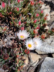 Lampranthus ceriseus