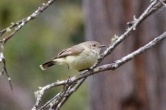 Acanthiza reguloides