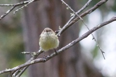 Acanthiza reguloides