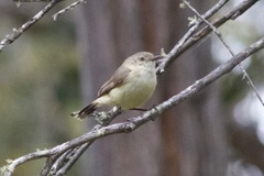 Acanthiza reguloides