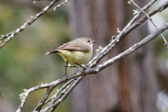 Acanthiza reguloides