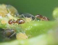 Brachymyrmex