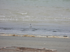 Anarhynchus frontalis