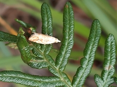 Epiphyas postvittana