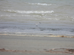 Anarhynchus frontalis