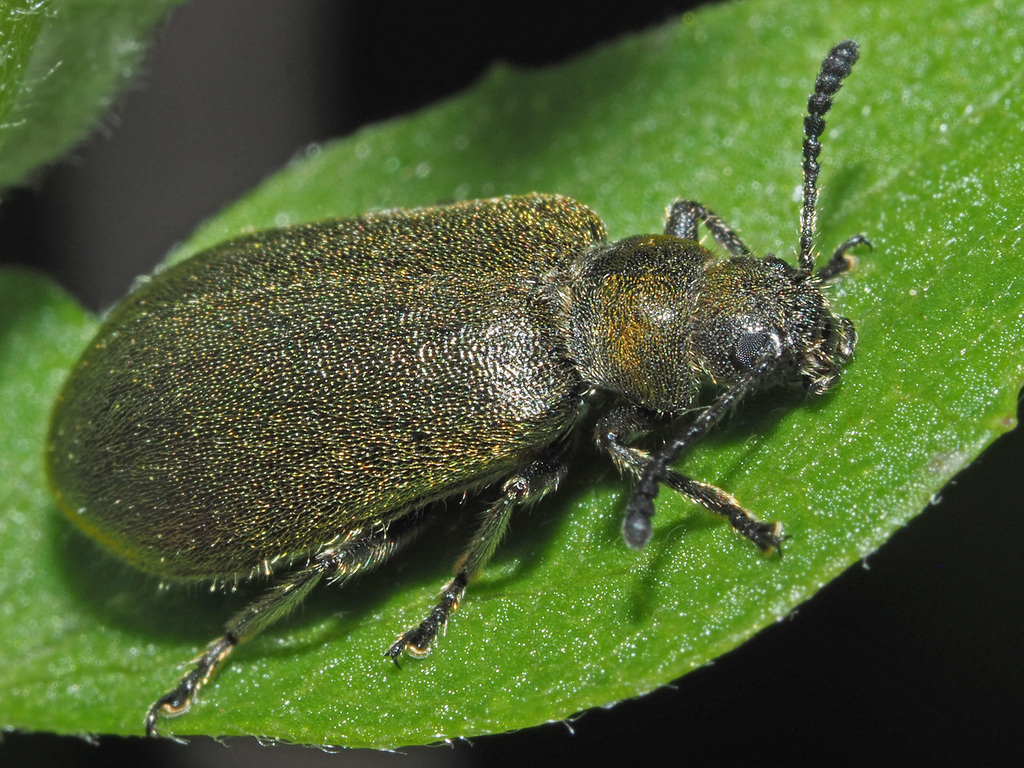 Derolagria