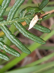 Epiphyas postvittana