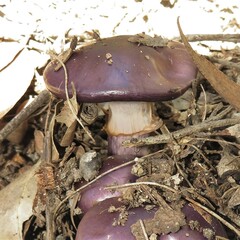 Cortinarius archeri