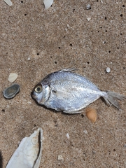 Eubleekeria