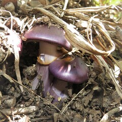 Cortinarius archeri