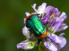 Leucocelis amethystina