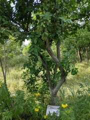 Ehretia tinifolia