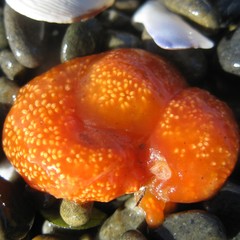 Aplidium benhami