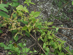 Rumex sagittatus
