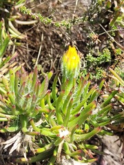 Osteospermum subulatum