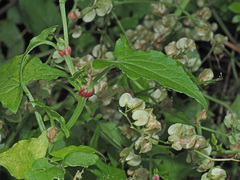 Rumex sagittatus