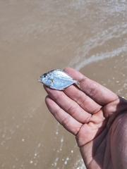Eubleekeria