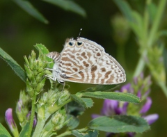 Leptotes pirithous