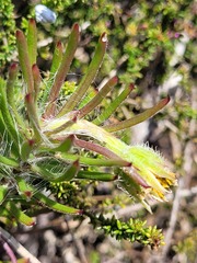 Osteospermum subulatum