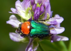 Leucocelis amethystina