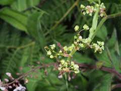 Rumex sagittatus