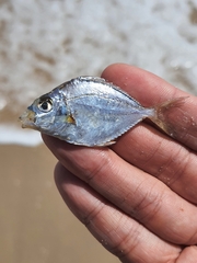 Eubleekeria