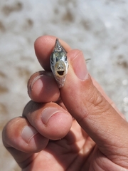 Eubleekeria
