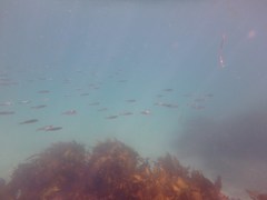 Atherinomorus lacunosus