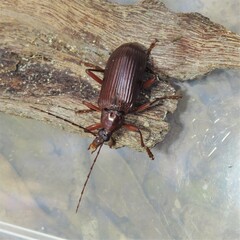 Tanychilus