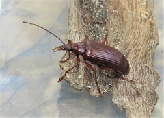 Tanychilus