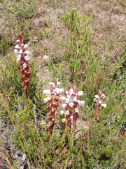 Satyrium acuminatum
