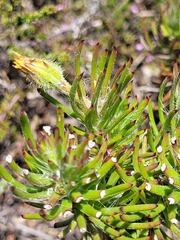Osteospermum subulatum