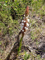 Satyrium acuminatum
