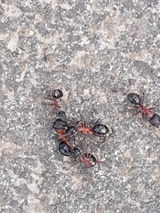 Camponotus intrepidus