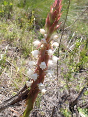 Satyrium acuminatum