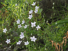 Wahlenbergia krebsii