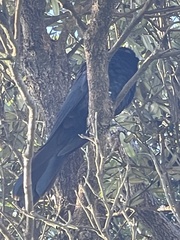 Eudynamys orientalis