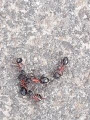 Camponotus intrepidus