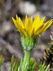 Osteospermum subulatum