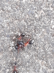 Camponotus intrepidus