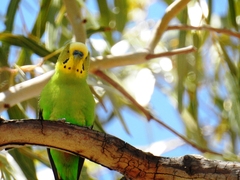 Melopsittacus undulatus