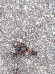 Camponotus intrepidus