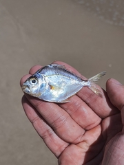 Eubleekeria