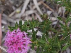 Pimelea rosea