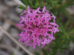 Pimelea rosea