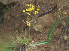 Senecio bupleuroides